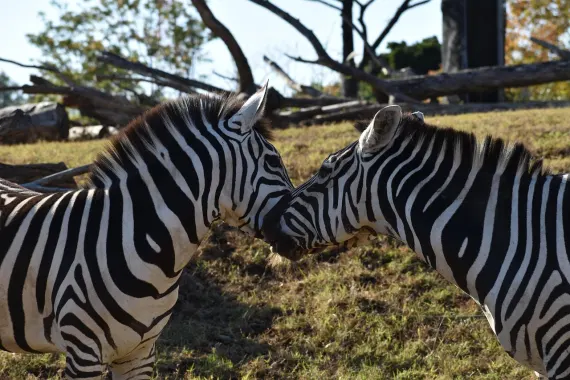 Casino Sticky Wilds Supporto